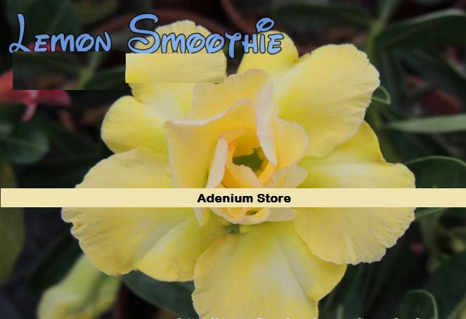 New Adenium \'Lemon Smoothie\' 5 Seeds
